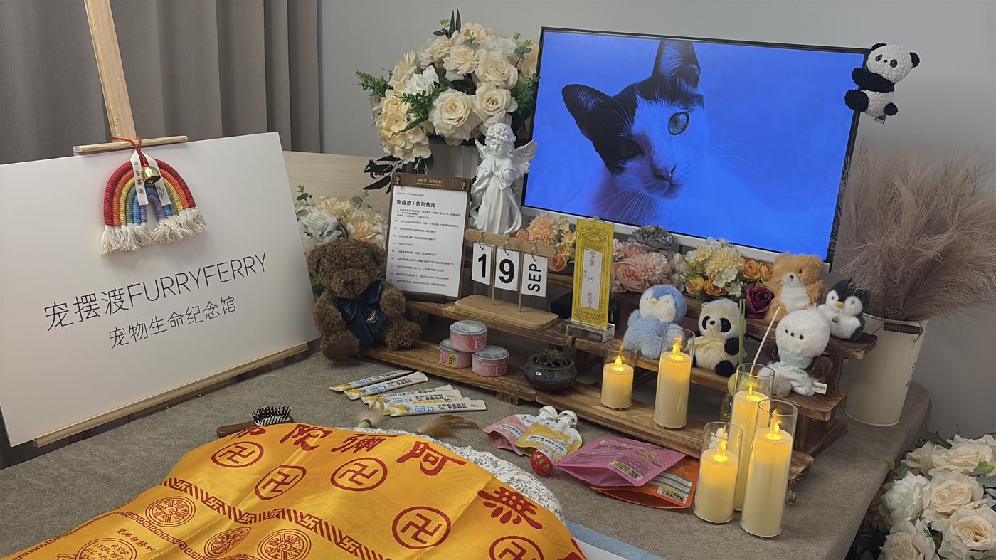 如何面对宠物离世的悲伤？写给温州养宠人的心理支持